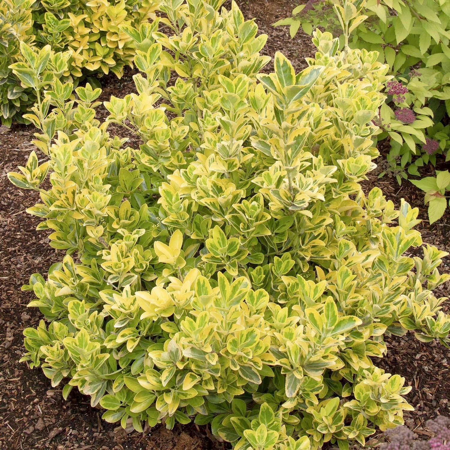 Landscape Plants